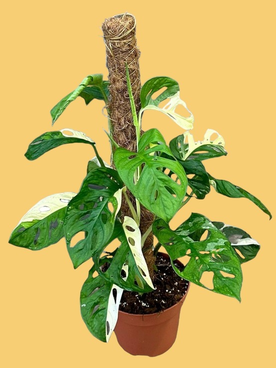 Monstera adansonii variegata