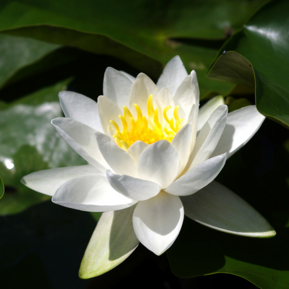 Nymphaea 'hever white' - nénuphar mature en racines nues