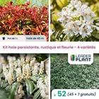 Kit haie persistante et fleurie - 4 variétés - lot de 52 plants en pot de 1 l