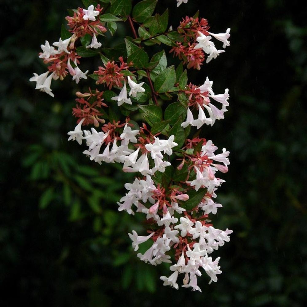 Abélia à grandes fleurs 'sempervirens' pot de 2l/3l