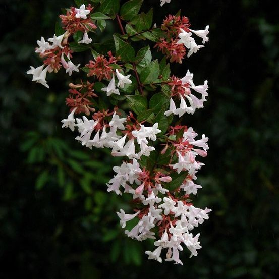Abélia à grandes fleurs 'sempervirens' pot de 2l/3l