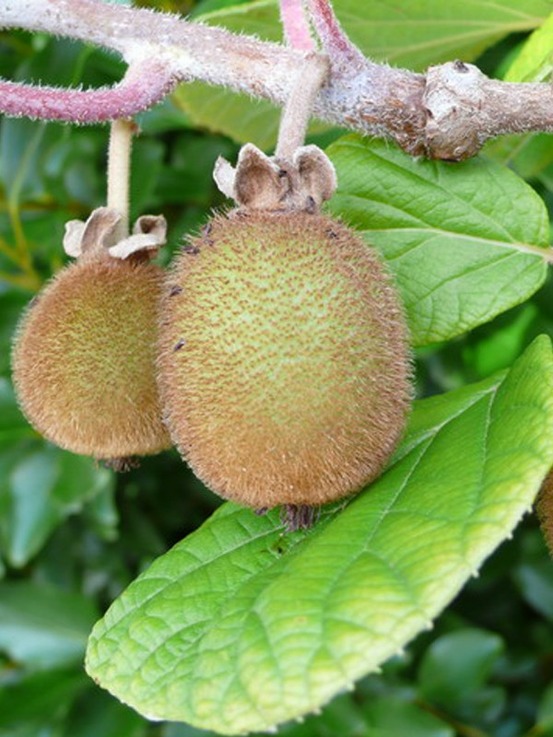 Kiwi 'hayward' pot de 1,5l/2l