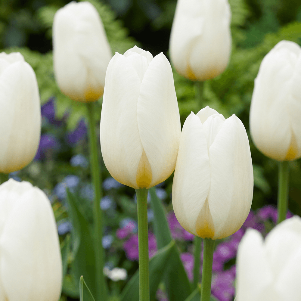 Tulipe triumph blanche (tulipa) - floraison printanière - calibre 11/12 - 30 bulbes