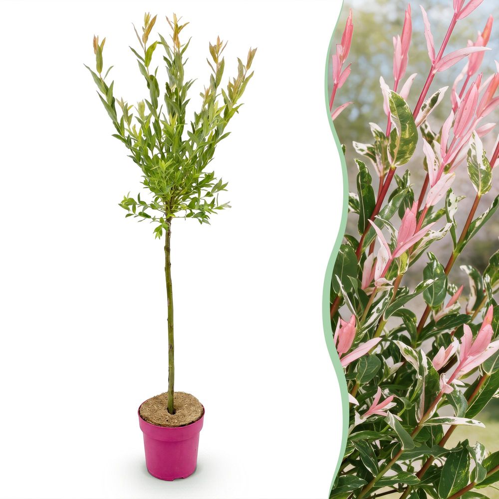Saule crevette 'flamingo' - pot 19 cm - hauteur 90-100 cm