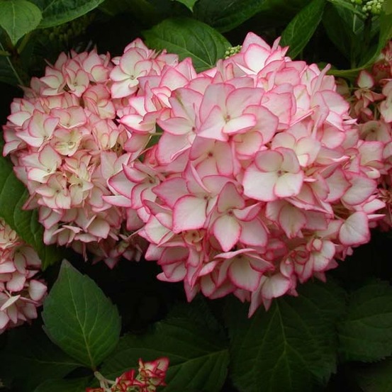 Hortensia 'miraï' pot de 7,5l/10l