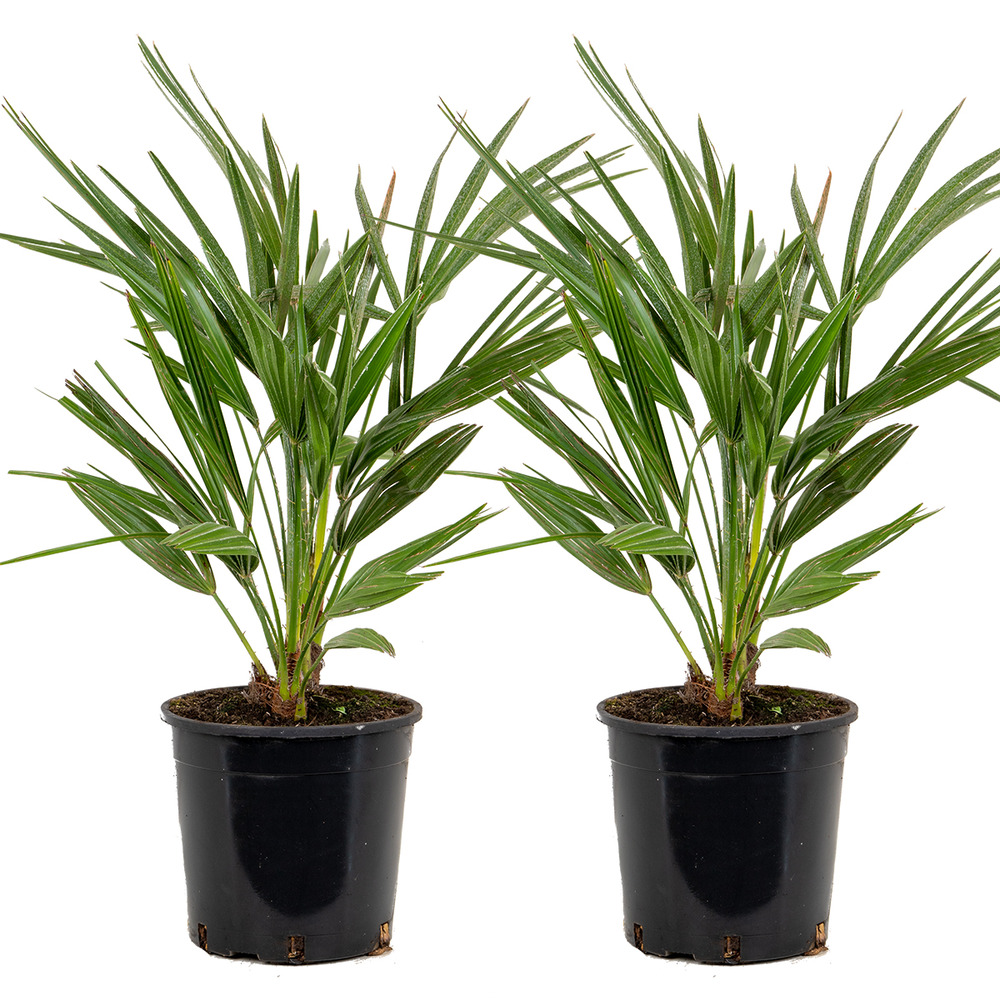 Lot de 2 - chamaerops humilis - palmier nain européen - 60-70 cm de haut - pot 19 cm