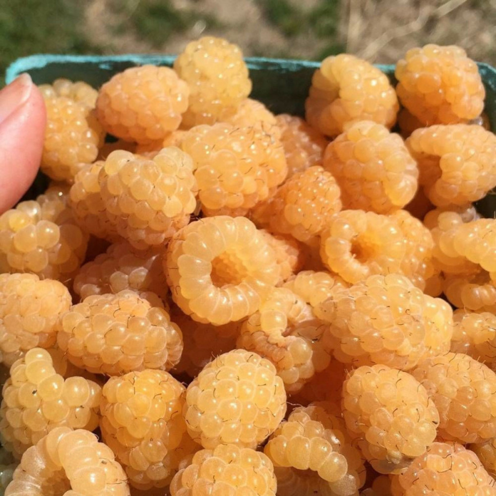 Framboisier autumn amber® 'emr 201201' pot de 5l - touffe