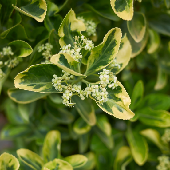 Fusain du japon aureus - euonymus japonicus aureus 30cm