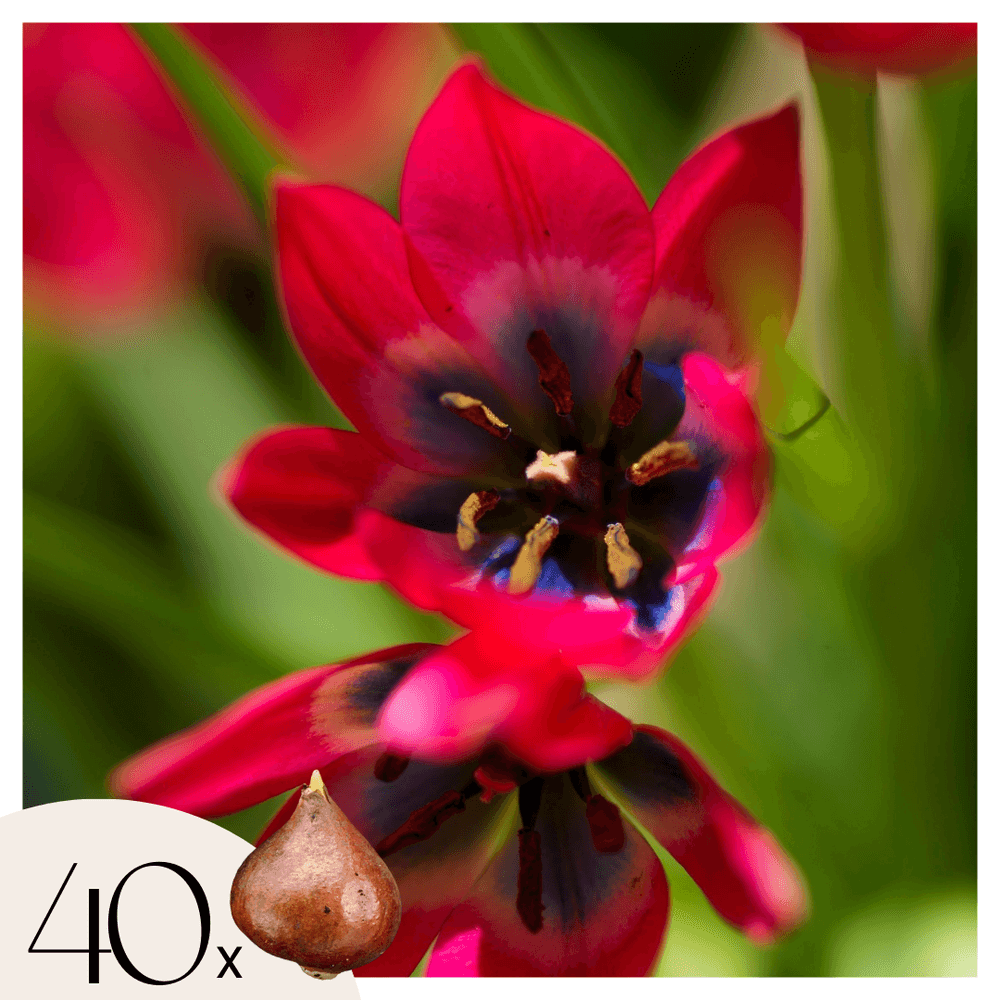 Tulipe - set de 40 - tulipa 'little beauty' - bulbes à fleurs - rouge