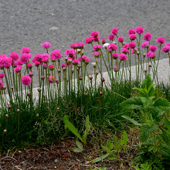 Lot de 6 - armeria maritima abbey deep rose - plante de jardin - h. 10-20 cm - p. 9 cm