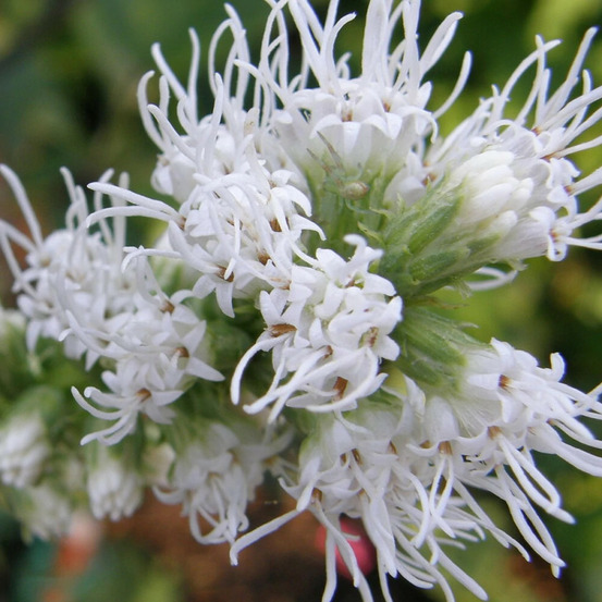 Plume du kansas blanche, liatris lot de 5 godets