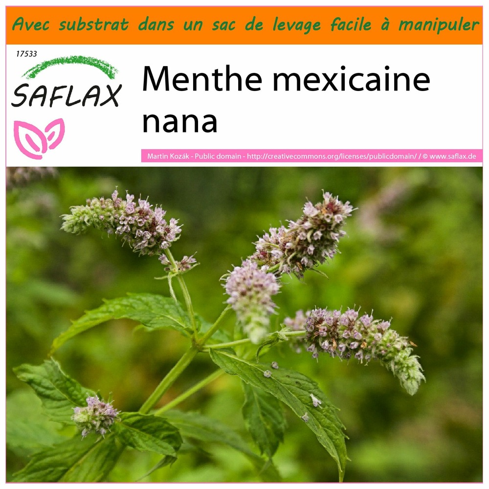 Garden in the bag - menthe mexicaine nana - 500 graines - mentha spicata nane