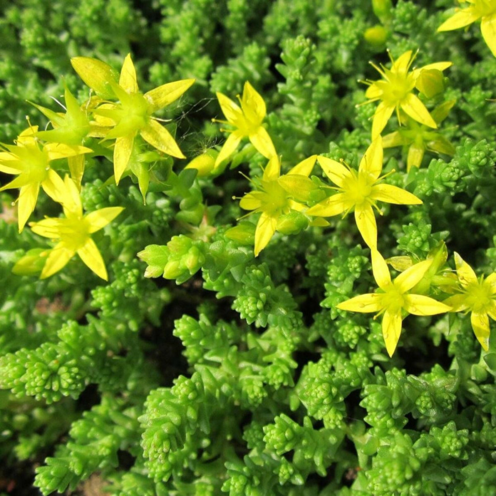 Orpin âcre elegans (poivre des murailles) godet - 5/20 cm