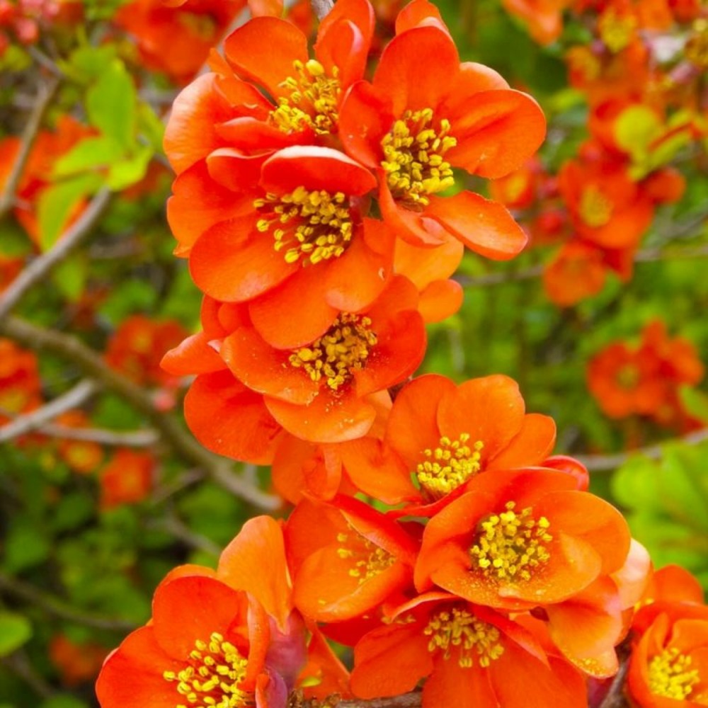 Cognassier du japon 'orange trail' (chaenomeles superba 'orange trail')