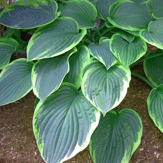 Hosta 'el nino' pot de 2l/3l