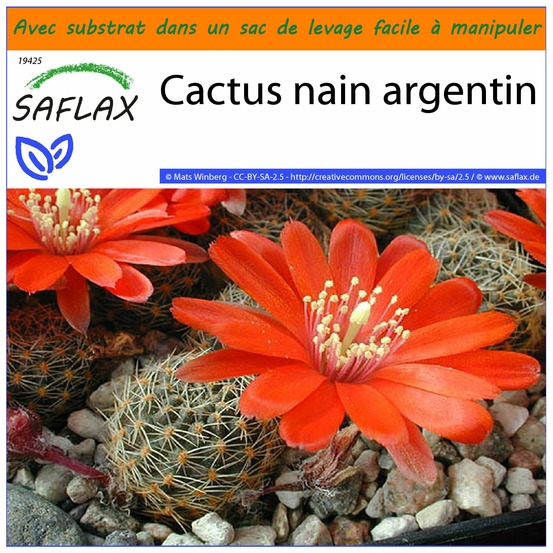 Garden in the bag - cactus nain argentin - 40 graines - rebutia / mix