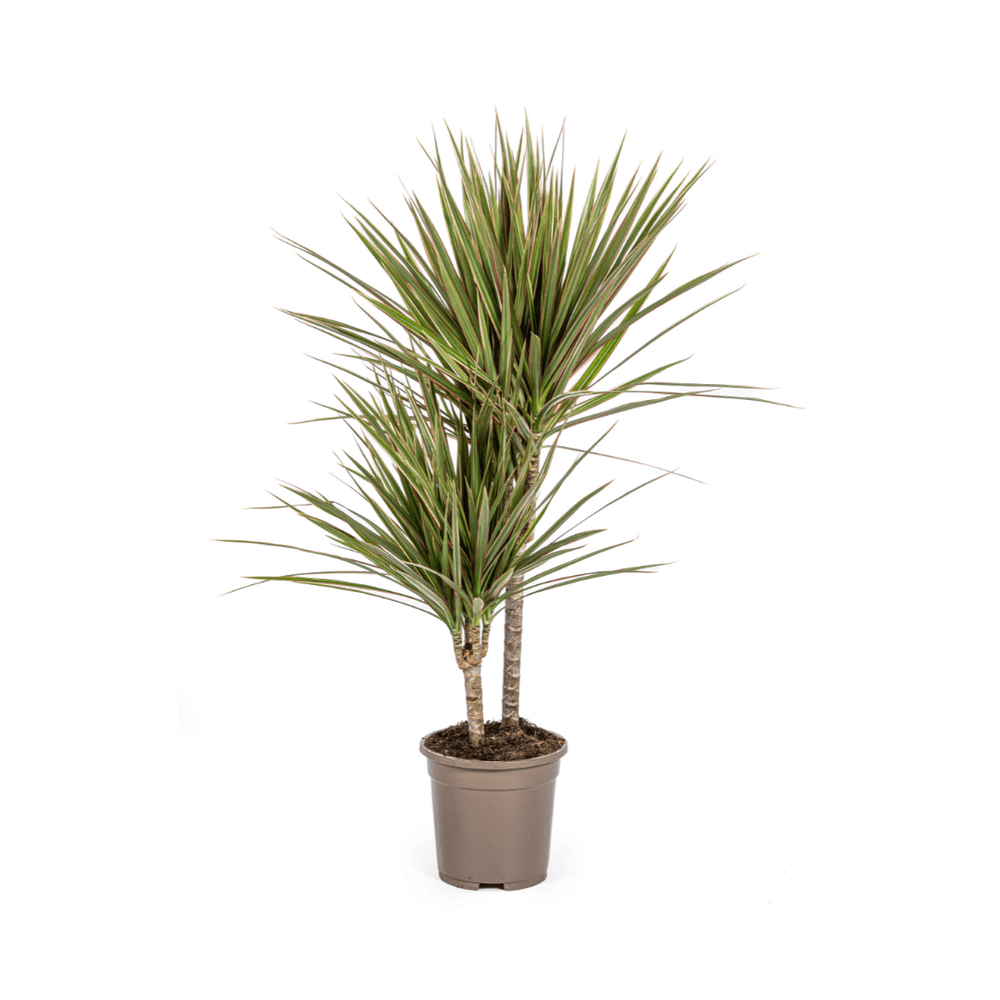 Dracaena marginata bicolor ø17cm - ↕50 - 70cm - plantes d'intérieur