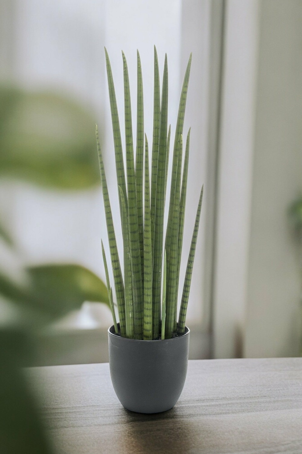 Sansevieria cylindrica plante artificielle- h70cm, ø12cm