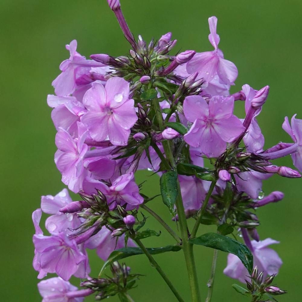 Phlox paniculé amethyst lot de 9 godets