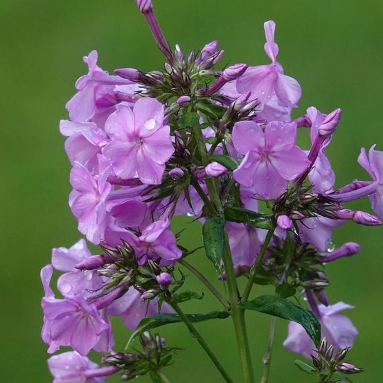 Phlox paniculé amethyst lot de 9 godets