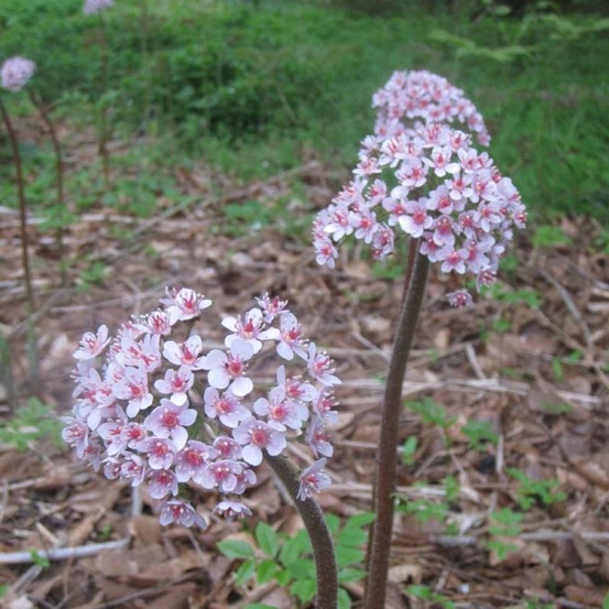 Darmera peltata pot de 2l/3l