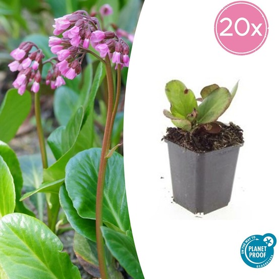 Bergenia à feuilles en cœur 'herbstblüte' x20 – entre 1,25 et 1,67m2