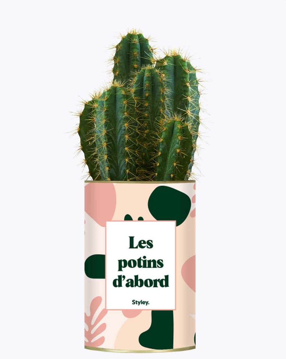 Plante drôle - les potins d'abord - cactus