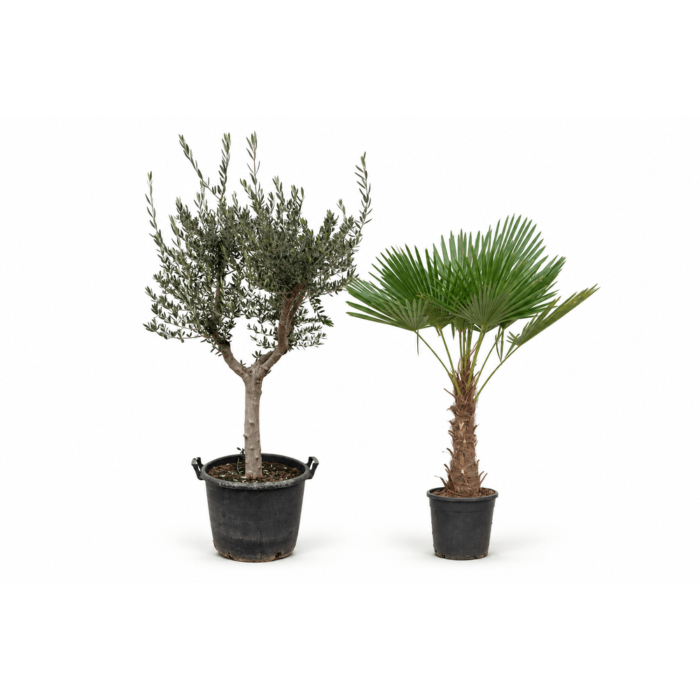 Terrasse méditerranéenne — olivier cultivo et trachycarpus — lot de 2 plantes