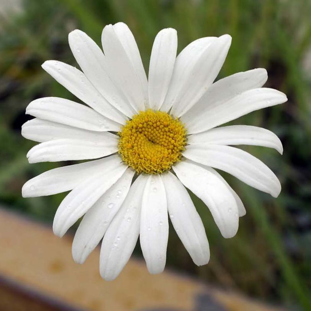 Marguerite 'etoile d'anvers' godet de 7/8 cm