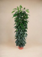 Plante d'intérieur - ficus cyatistipula - 150 cm - ø29 150cm