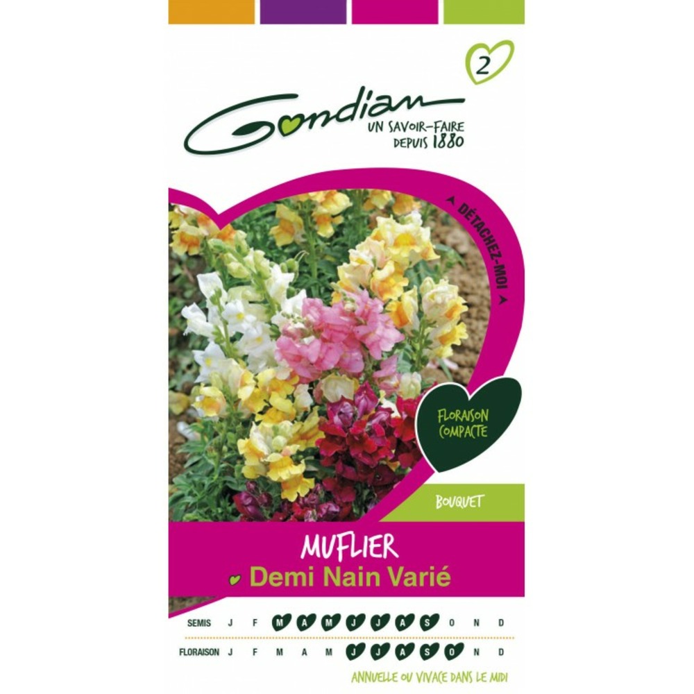 Muflier demi nain varié
