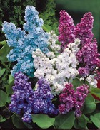 Collection de 4 lilas doubles (1 bleu +1 rouge + 1 lilas + 1 blanc), le paquet de 4 racines nues / hauteur livrée 40-60cm