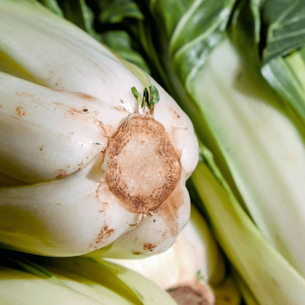 Plants de poirée verte à carde blanche godet