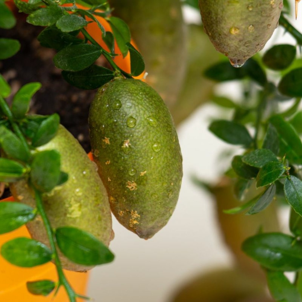 Citron caviar - microcitrus australasica lime caviar' 60/80cm pot 19cm