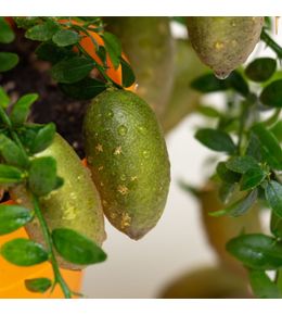 Citron caviar - microcitrus australasica lime caviar' 60/80cm pot 19cm