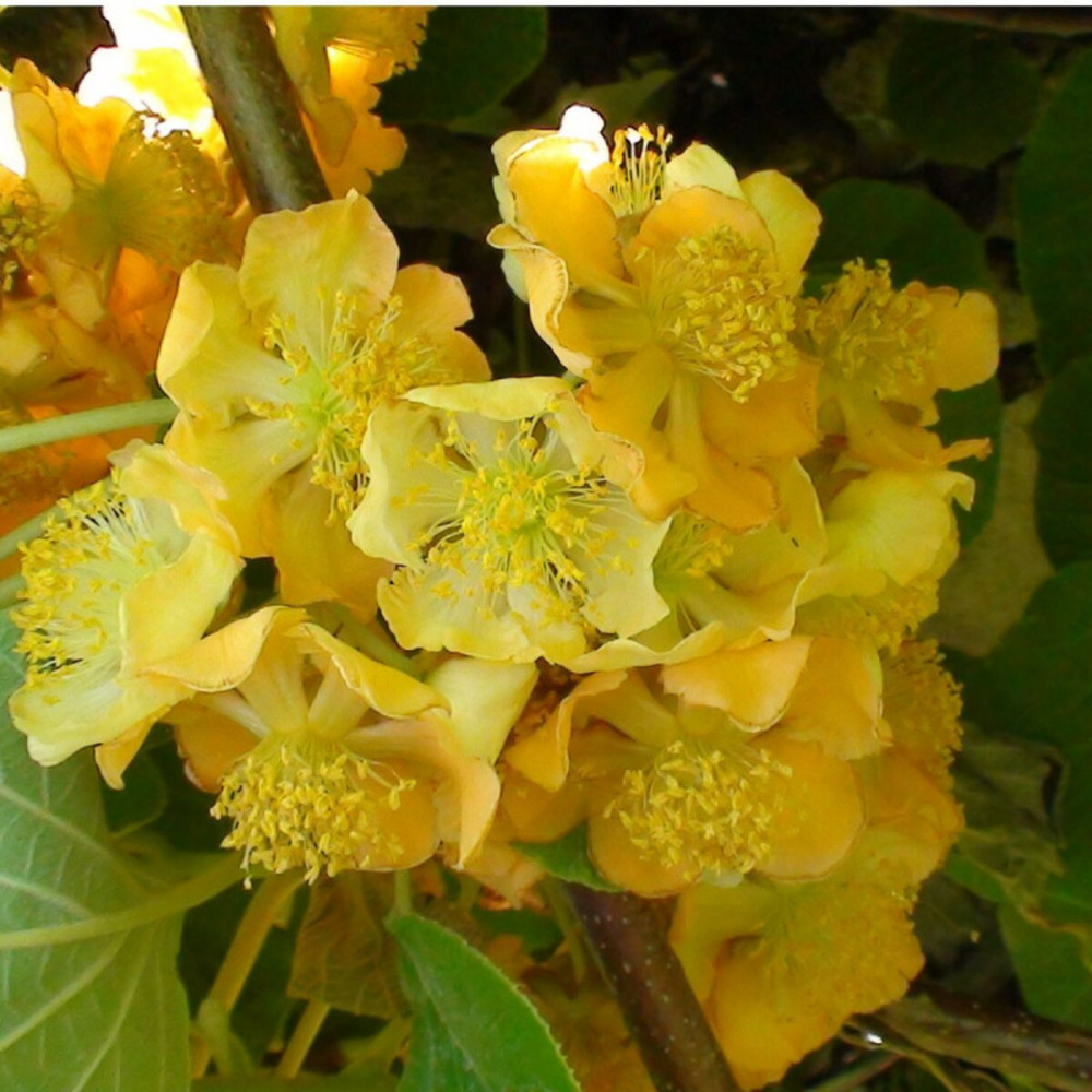 Kiwi chinensis tomuri (mâle) pot de 1,5l - tuteur bambou 30/60 cm