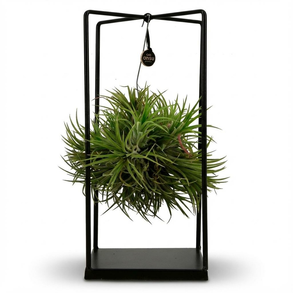 Tillandsia plante aérienne et décor - hauteur: 37 cm - h37 cm - ø14 cm