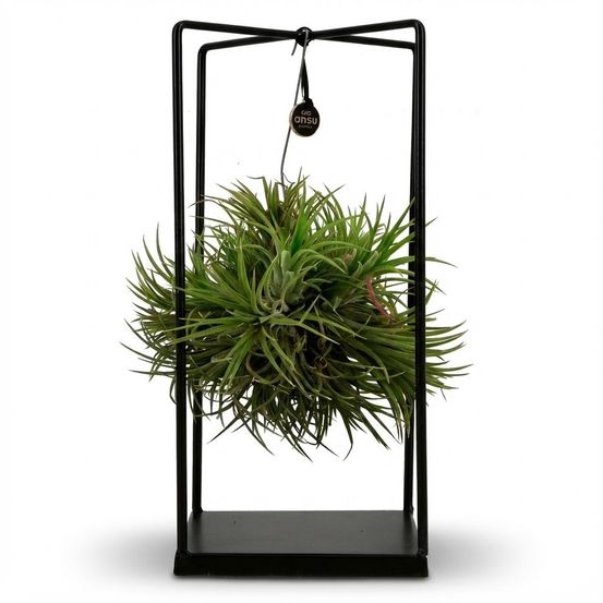 Tillandsia plante aérienne et décor - hauteur: 37 cm - h37 cm - ø14 cm