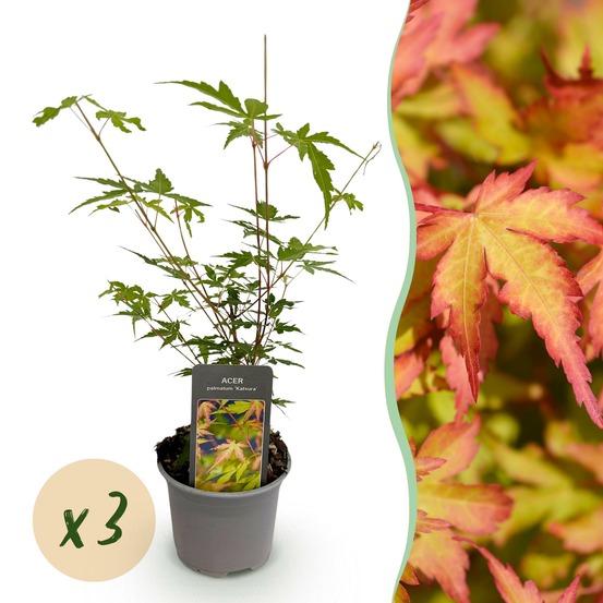 Acer palmatum sangokaku – lot de 3 – pot 12 cm