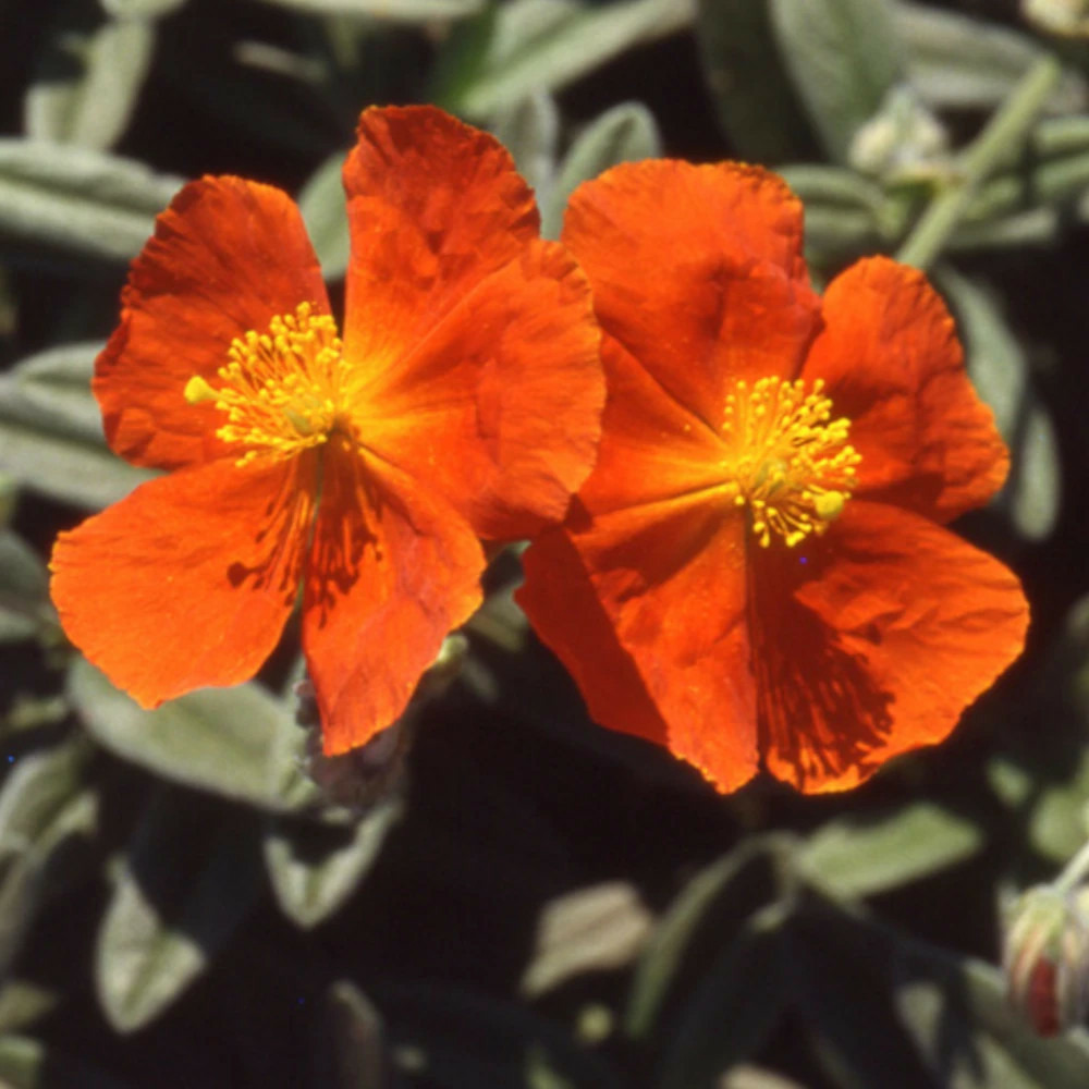Hélianthème tomato red godet - 5/20 cm