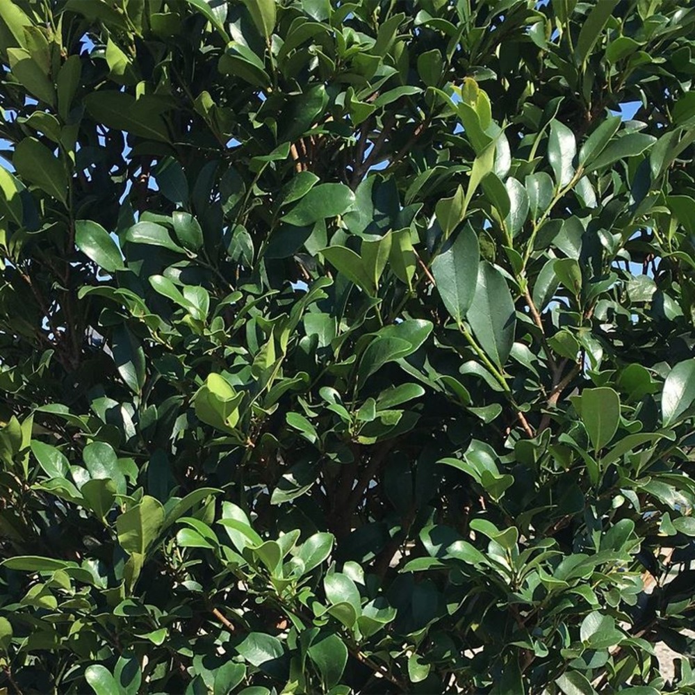 Distylium 'linebacker' pot de 3l/4l