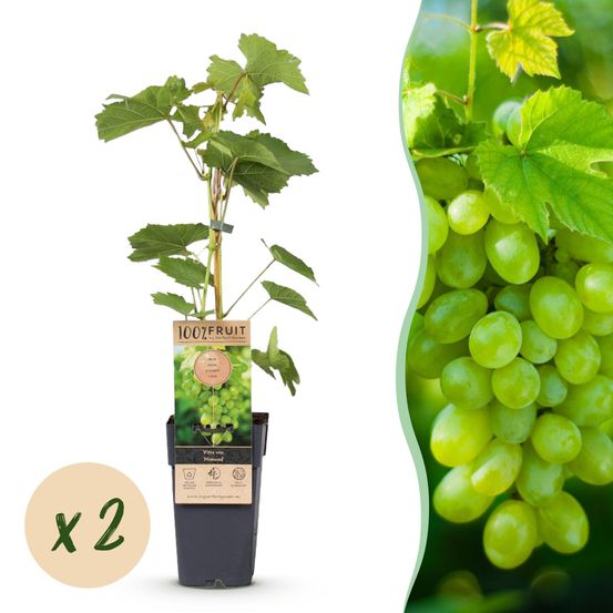 Vigne 'himrod' - pot 15 cm - hauteur 50 cm - plante d'extérieur