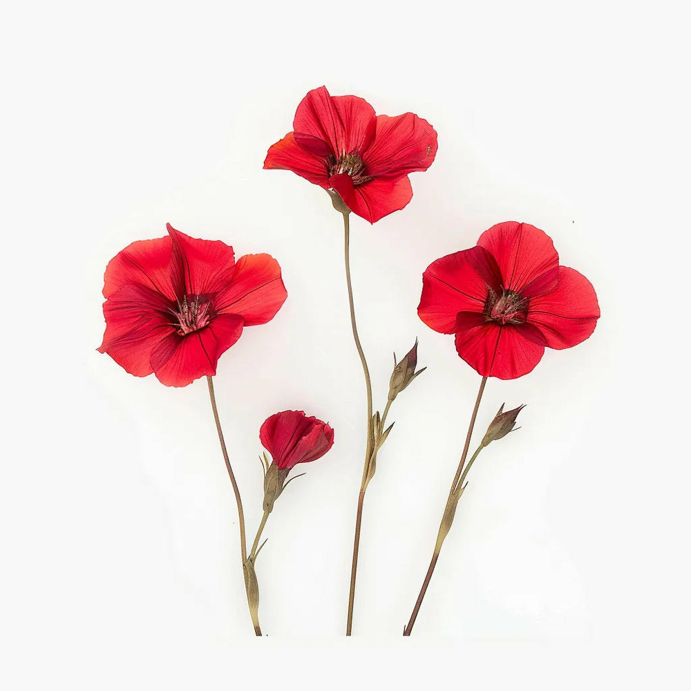 150 graines de lin à grandes fleurs rouge - semisauvage permaculture