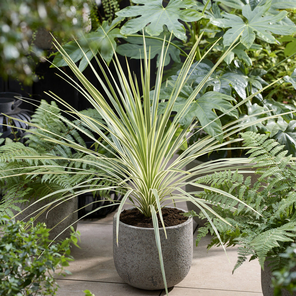 Cordyline australis lime passion® - le pot / ø 9cm