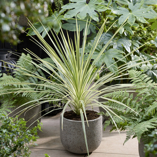 Cordyline australis lime passion® - le pot / ø 9cm