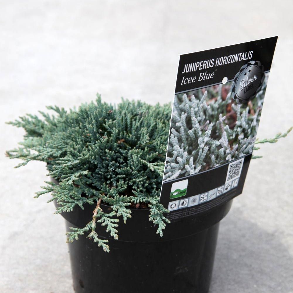 Genévrier horizontal icee blue®'monber' pot de 2l/3l