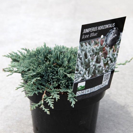 Genévrier horizontal icee blue®'monber' pot de 2l/3l