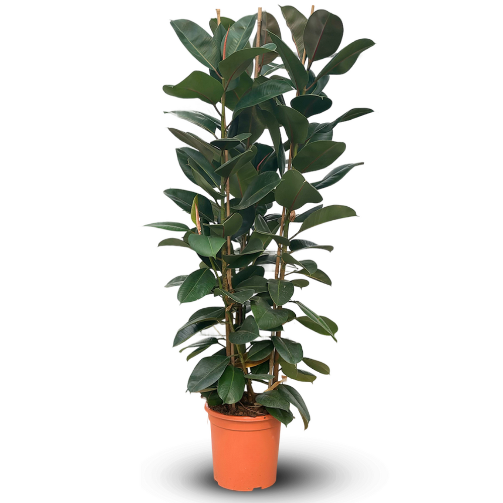 Ficus elastica robusta - plante caoutchouc - ↕ 170-190 cm - ⌀ 30 cm - plante d'intérieur