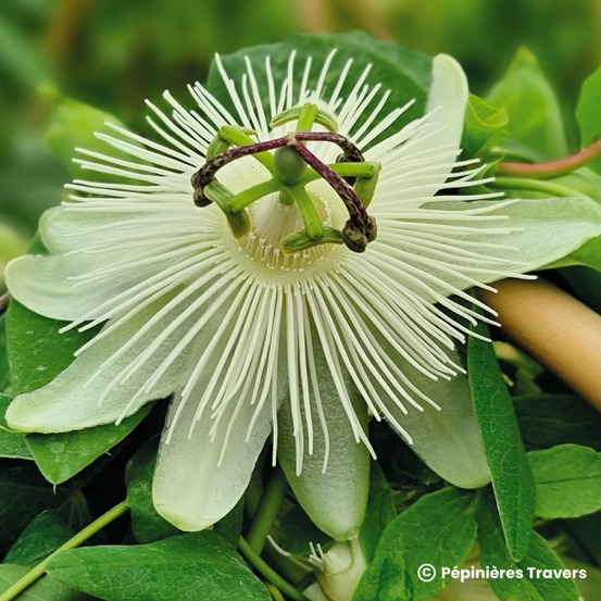 Passiflore x riverside ® 'snow queen' (passiflora x riverside ® 'snow queen')