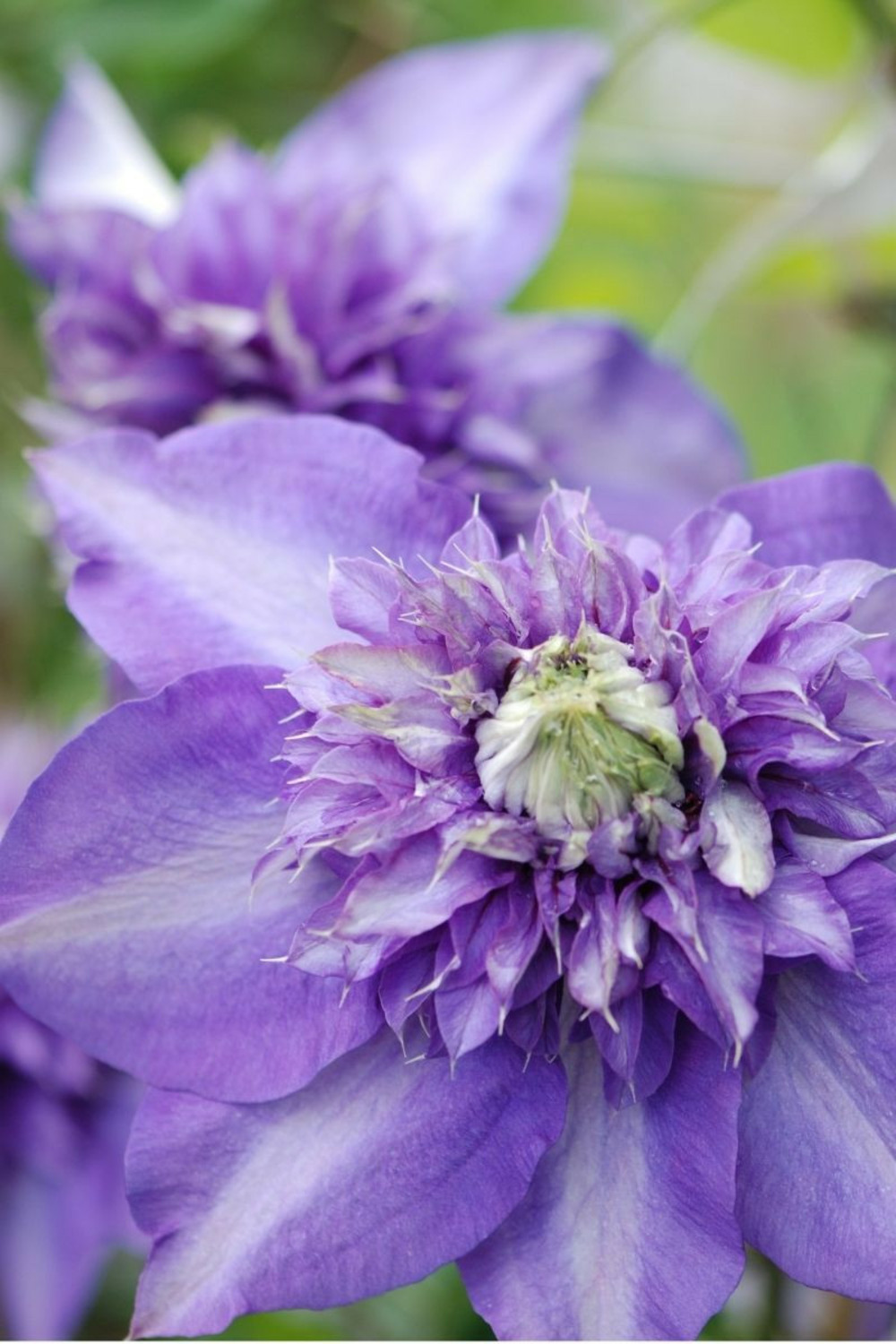 Clématite 'multi blue' - en pot de 3 litres